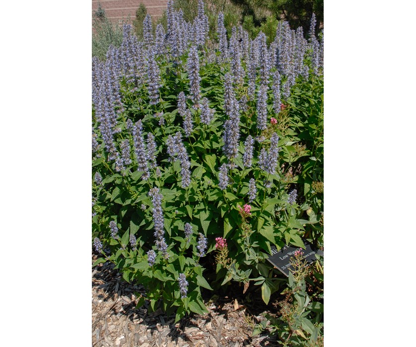 Blue Fortune Hyssop